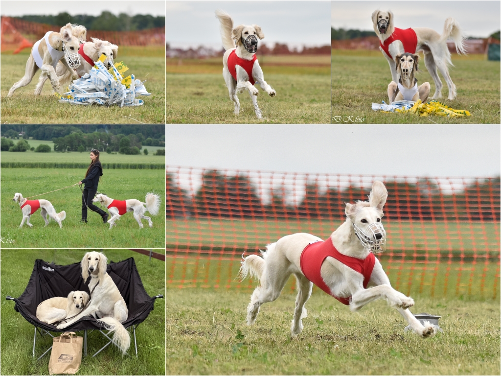 coursing Chrudim
